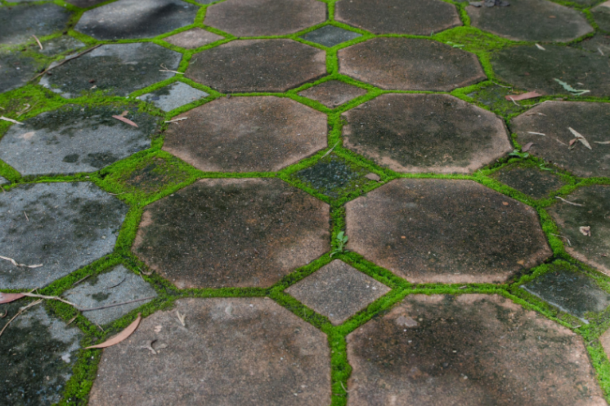 Weeds growing on interlocking bricks