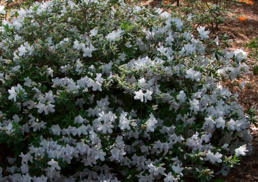 White azalea is an evergreen shrub with mildly fragrant white blooms, perfect for woodland gardens