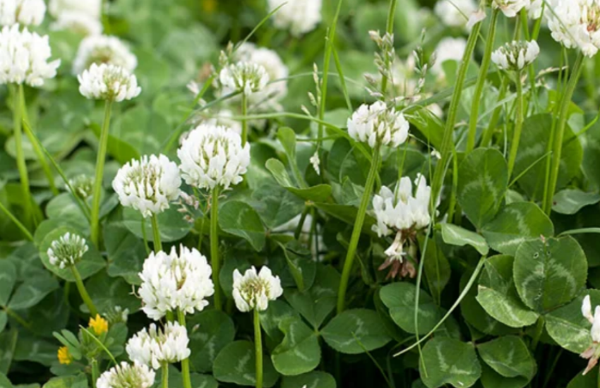 White Clover can be a persistent weed in lawns and gardens