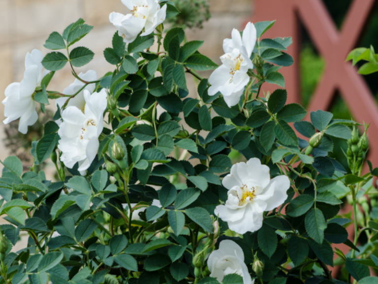Planting White Roses 10 Shrubs With White Flowers for Your Garden Setting