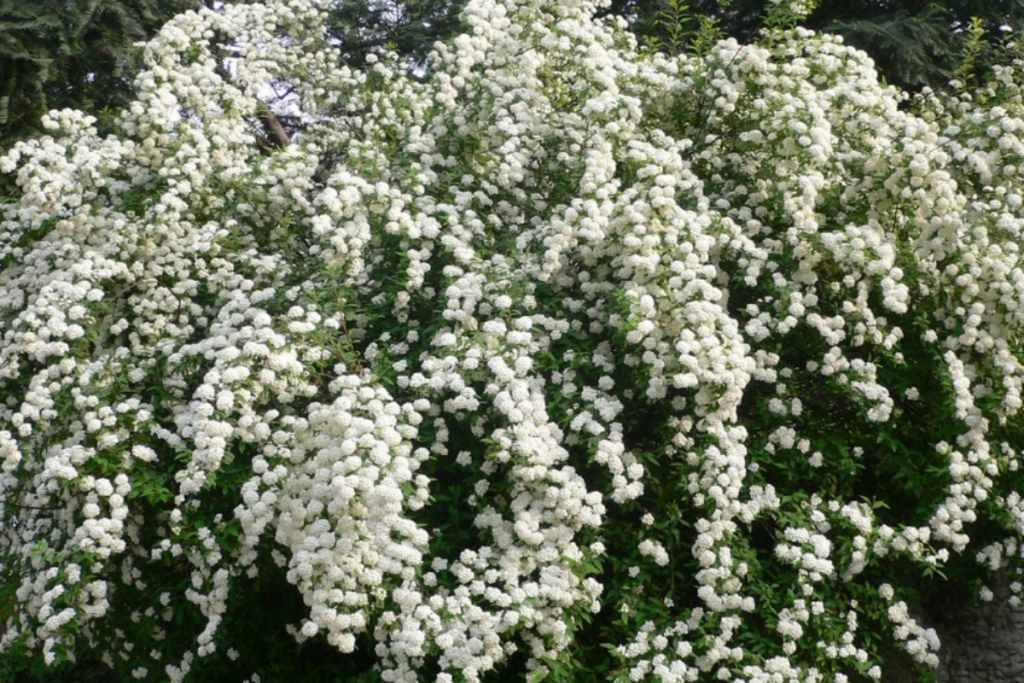 White flowering spirea