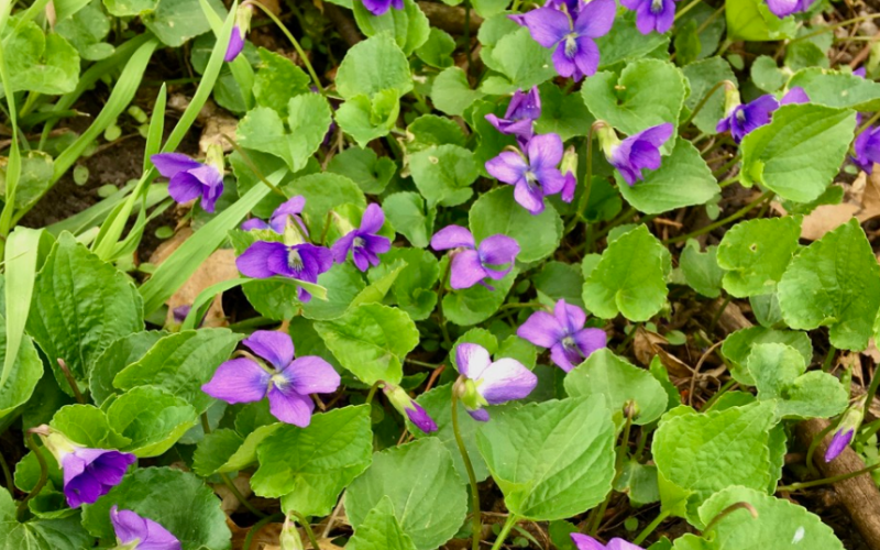 Wild violet is a common weed in lawns and wooded areas in Iowa