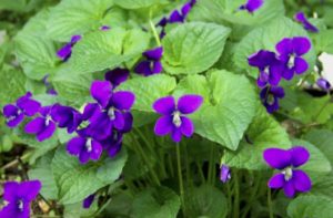 How to control wild violet weed in your lawn - InsightWeeds