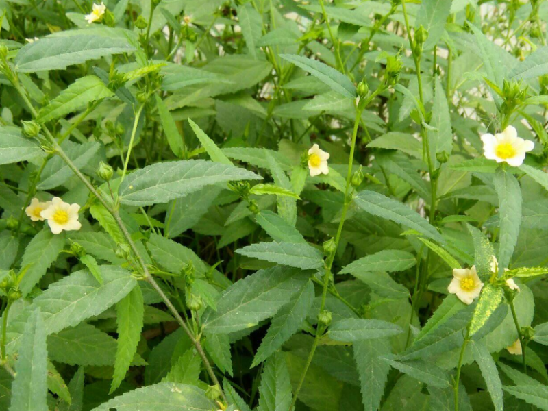 Wireweed has wiry and tough stems and small yellow flowers