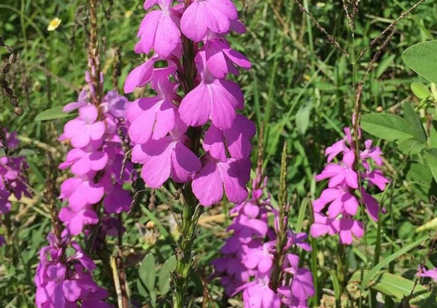 The Toothpick Project, a bioherbicide project, has helped farmers in Kenya tackle witchweed in maize plantations
