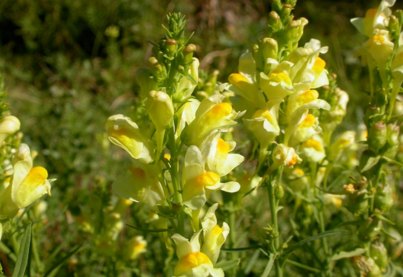 Hand-pulling and intensive cultivation can help eradicate Yellow Toadflax