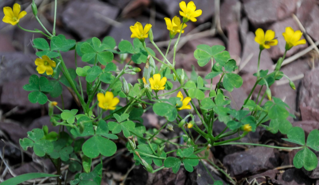 Oxalis stricta has trifoliate, heart-shaped leaflets and small, bright yellow flowers