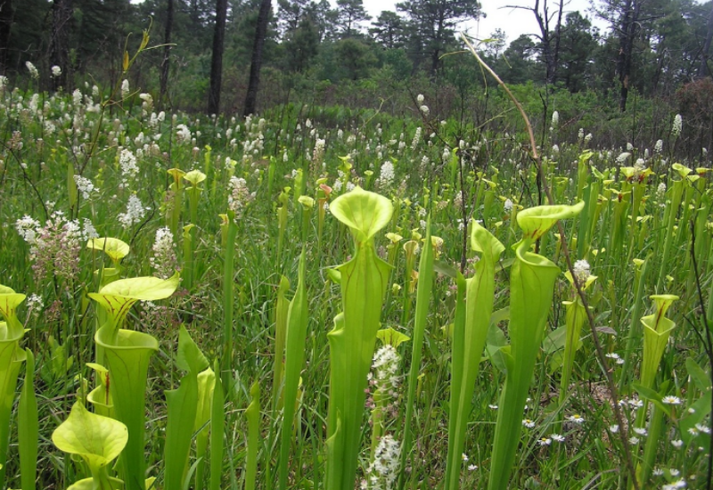 Pitcher plants have tubular leaves adapted for trapping prey