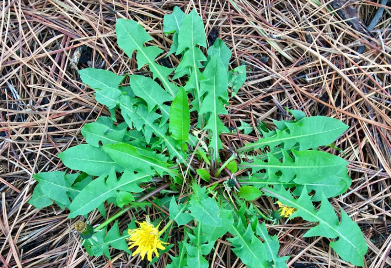 Dandelions can be found in lawns, open fields, and crop fields