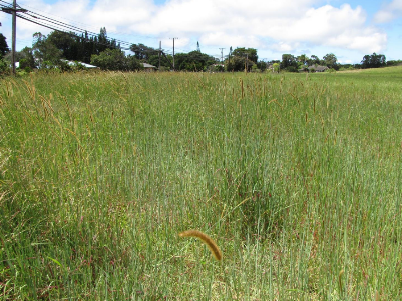 Golden Millet in pasture lands