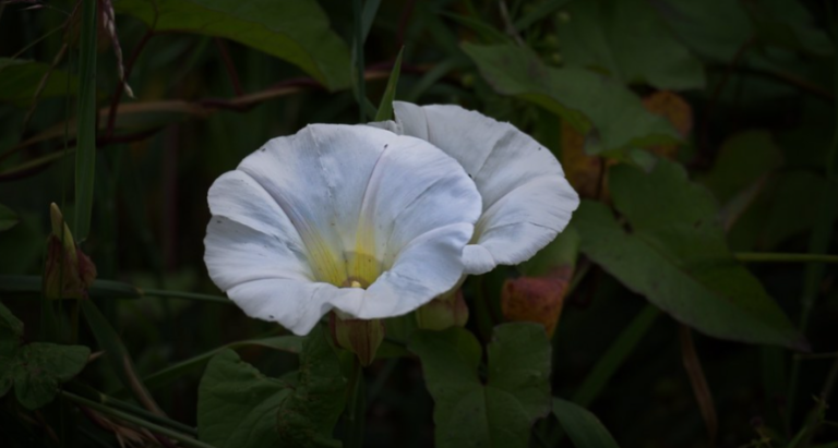 10 common weeds with white flowers - InsightWeeds