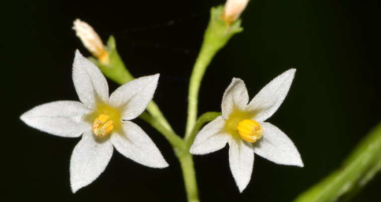 10 common weeds with white flowers - InsightWeeds