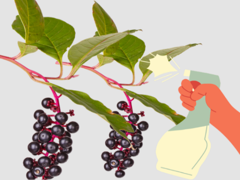 How You Can Use Bleach to Kill Pokeweed InsightWeeds