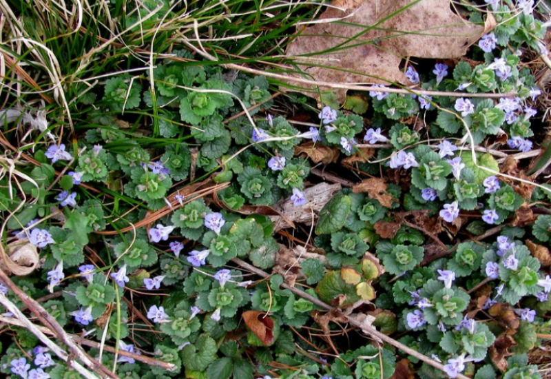 Creeping Charlie or Creeping Jenny