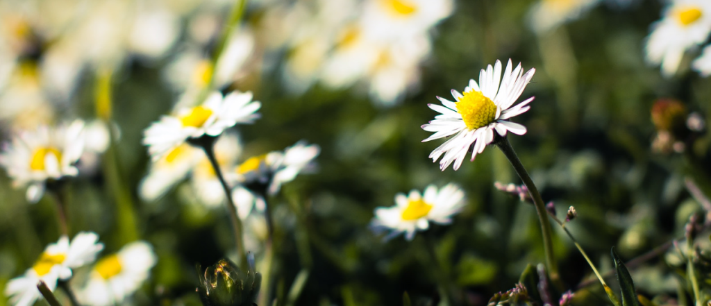 10 common weeds with white flowers - InsightWeeds